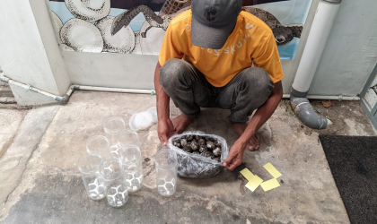 Menemukan Penyu Bertelur di Pantai Sobo