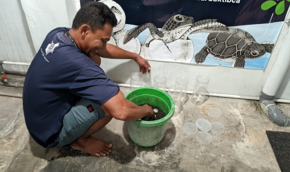 Menemukan Penyu Bertelur di Pantai Boom