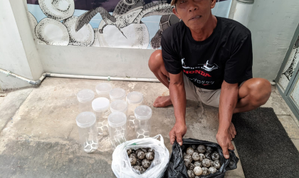 Menemukan Penyu Bertelur di Pantai Boom