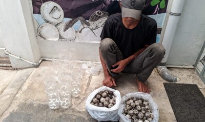 Menemukan Penyu Bertelur di Pantai Sobo