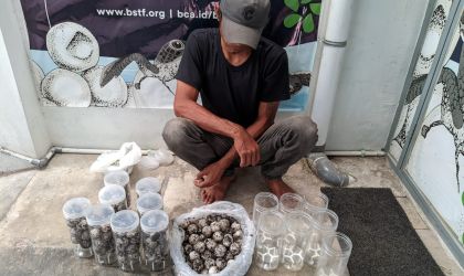 Menemukan Penyu Bertelur di Pantai Pulau Santen