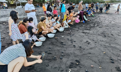 Pelepasliaran Tukik yang Dilakukan oleh Relawan BSTF
