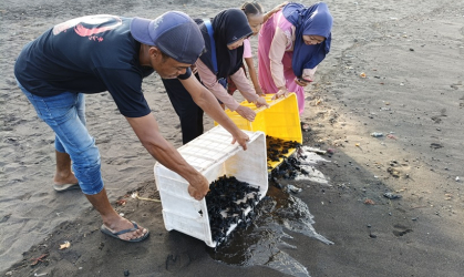 Pelepasliaran Tukik yang Dilakukan oleh Relawan BSTF