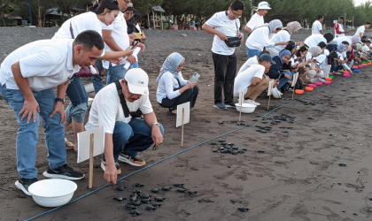 Pelepasliaran Tukik Bersama LPS, Mahasiswa UNAIR dan Masyarakat Pantai Pulau Santen 