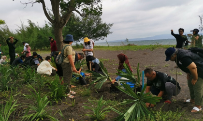 Penanaman Pandan Laut sebagai Penunjang Konservasi Penyu
