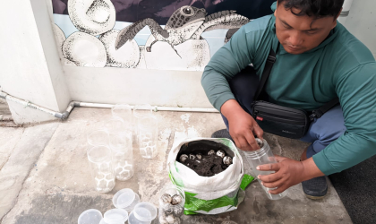 Menemukan Penyu Bertelur di Pantai Boom