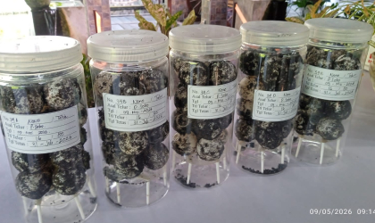 Menemukan Penyu Bertelur di Pantai Sobo