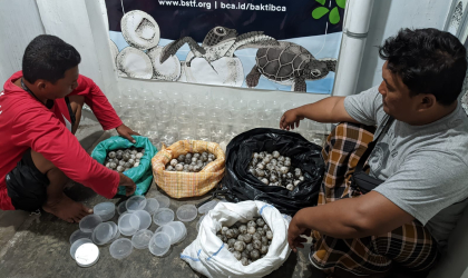 Menemukan Penyu Bertelur di Pantai Boom