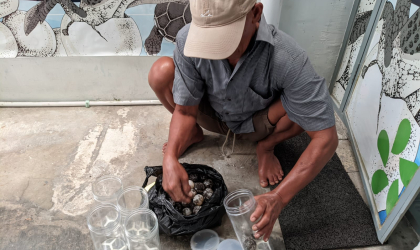 Menemukan Penyu Bertelur di Pantai Boom