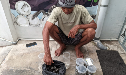 Menemukan Penyu Bertelur di Pantai Sobo