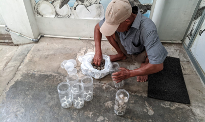 Menemukan Penyu Bertelur di Pantai Boom