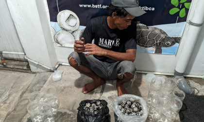 Menemukan Penyu Bertelur di Pantai Kramat