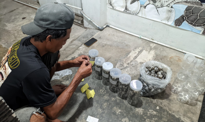 Menemukan Penyu Bertelur di Pantai Sobo