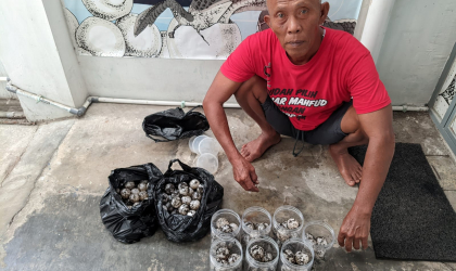 Menemukan Penyu Bertelur di Pantai Boom