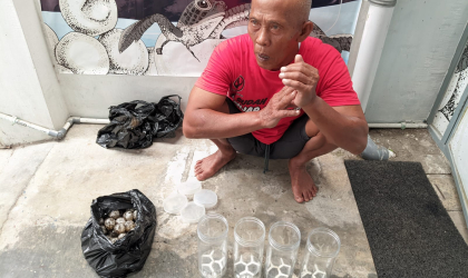 Menemukan Penyu Bertelur di Pantai Mirah