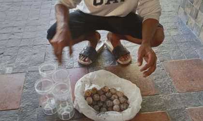 Menemukan Penyu Bertelur di Pantai Pulau Santen