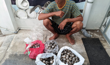 Menemukan Penyu Bertelur di Pantai Sobo
