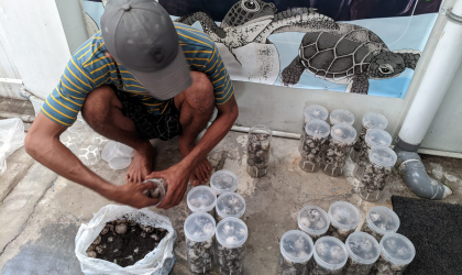 Menemukan Penyu Bertelur di Pantai Sobo