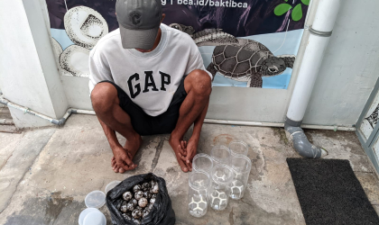 Menemukan Penyu Bertelur di Pantai Kramat