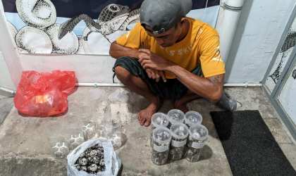 Menemukan Penyu Bertelur di Pantai Kramat