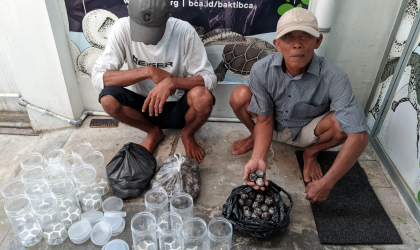 Menemukan Penyu Bertelur di Pantai Mirah