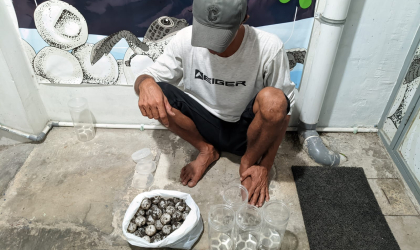 Menemukan Penyu Bertelur di Pantai Sobo