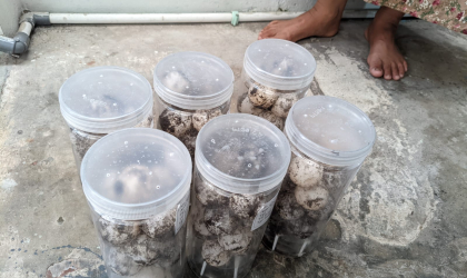 Menemukan Penyu Bertelur di Pantai Donosuko
