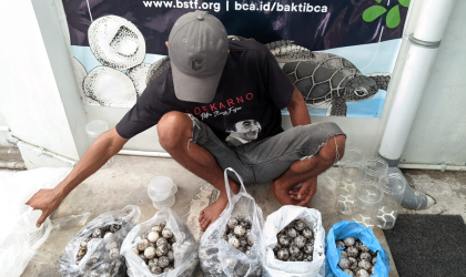 Menemukan Penyu Bertelur di Pantai Sobo
