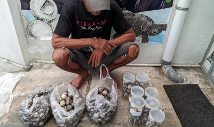 Menemukan Penyu Bertelur di Pantai Sobo