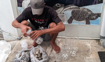 Menemukan Penyu Bertelur di Pantai Sobo