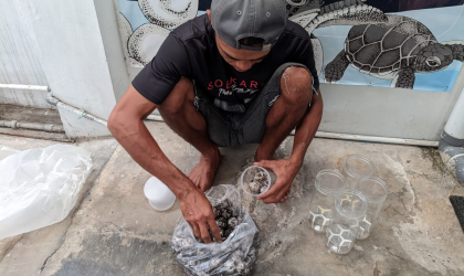 Menemukan Penyu Bertelur di Pantai Sobo
