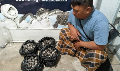 Menemukan Penyu Bertelur di Pantai Boom
