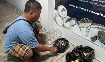 Menemukan Penyu Bertelur di Pantai Boom