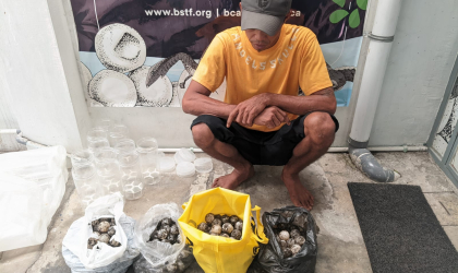 Menemukan Penyu Bertelur di Pantai Bulusan