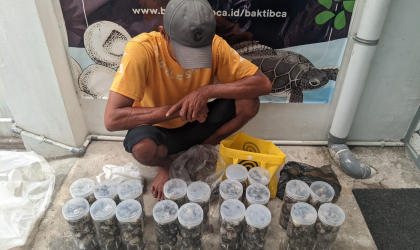 Menemukan Penyu Bertelur di Pantai Bulusan
