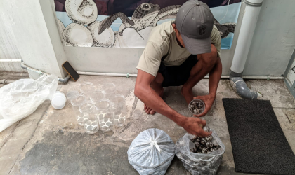Menemukan Penyu Bertelur di Pantai Bulusan