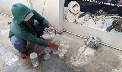 Menemukan Penyu Bertelur di Pantai Boom