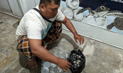 Menemukan Penyu Bertelur di Pantai Boom