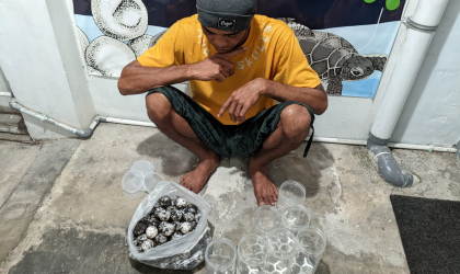 Menemukan Penyu Bertelur di Pantai Sobo