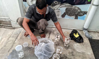 Menemukan Penyu Bertelur di Pantai Boom