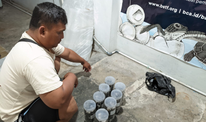 Menemukan Penyu Bertelur di Pantai Boom