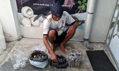 Menemukan Penyu Bertelur di Pantai Sobo