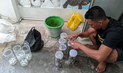 Menemukan Penyu Bertelur di Pantai Boom