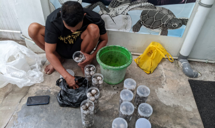 Menemukan Penyu Bertelur di Pantai Boom