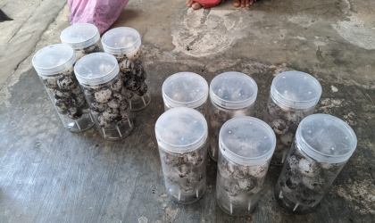 Menemukan Penyu Bertelur di Pantai Donosuko