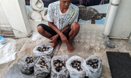Menemukan Penyu Bertelur di Pantai Bulusan