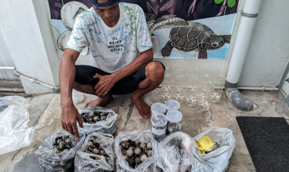 Menemukan Penyu Bertelur di Pantai Bulusan