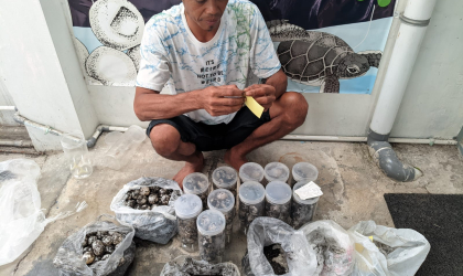 Menemukan Penyu Bertelur di Pantai Kramat