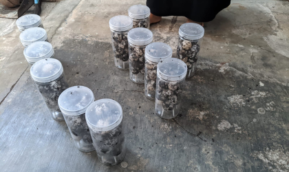 Menemukan Penyu Bertelur di Pantai Donosuko