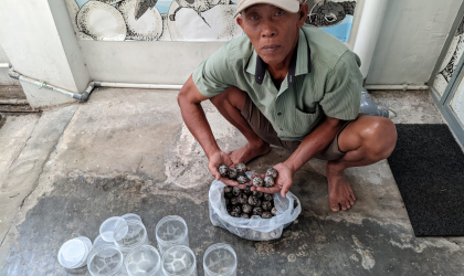 Menemukan Penyu Bertelur di Pantai Mirah